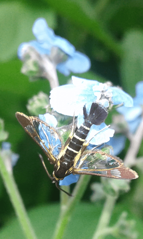 Synanthedon sp. (Sesiidae)